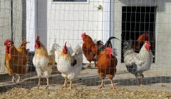 Cockerel poultry farming