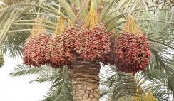 Date palm farming