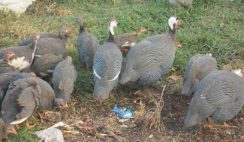 Guinea fowl farming