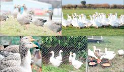 Geese farming