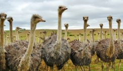 ostrich farming