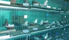 Pigeon farming