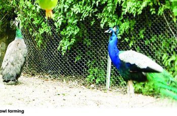 peacock farming