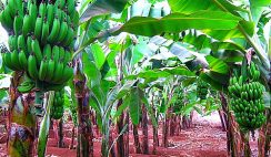 Banana farming