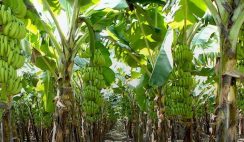 plantain farming