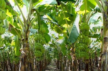 plantain farming