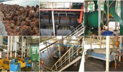 palm kernel oil production