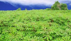 cassava farming and processing business plan in Nigeria