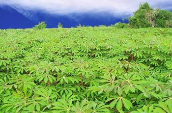 cassava farming and processing business plan in Nigeria